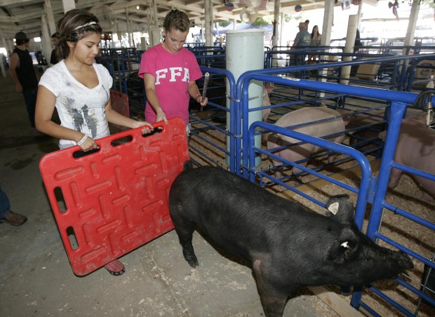 Kings Fair 2011